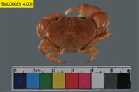 藏品(環紋金沙蟹)的圖片